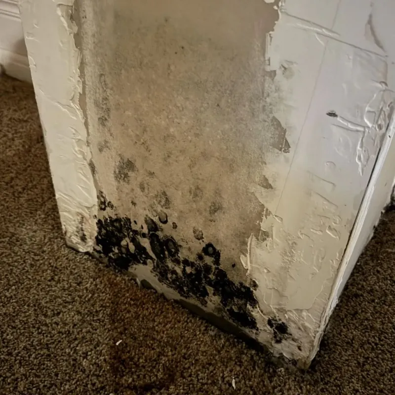 Professional Mold Removal in Crestline, OH